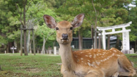 Cruise Shore Excursion: Nara Highlights  in Kobe - a28f012c1072e04bbd630f80e35f6efb