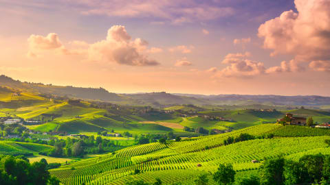 Wine and Truffle tasting in Langhe in Turin - a34b840eba6344374c8b762c76018acf