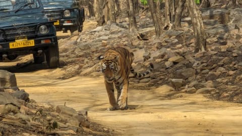 Taj Mahal, Tiger, and Temple: 5-Day North India Adventure in Agra - a4e5d164ac5682fa812b1a94c8f2c282