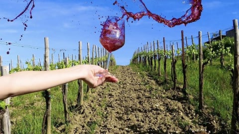 Wine and food under the Tuscan sun - a true experience in the Chianti region  in Siena - c8dbdb0900bb4f14f5aff484dc39f306