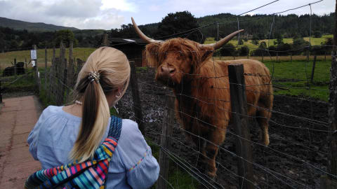 Stirling Castle, Trossachs National Park & Highland Cows Day Trip in Edinburgh - ceed6d15dc2070013d8a2f904b302e4a