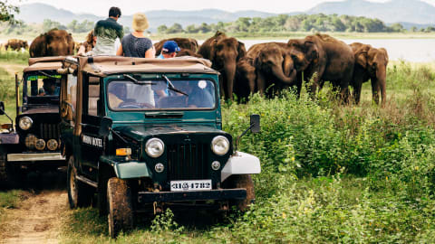 Exploring Sri Lanka: Best Multi-day Private Tour  in Colombo - d4194953ab02d5a66bceb5f213ec6d56