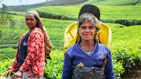 City Escape: Nuwara Eliya Day Trip in Kandy - d982db99d3ec18ff73983a262ee3b0d1