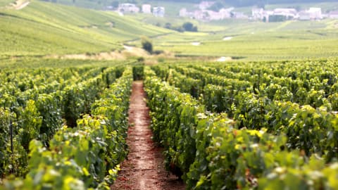 VIP Day Trip to Champagne with a Wine Expert in Paris - da44c6d9caf6f850088291e33b8fa792