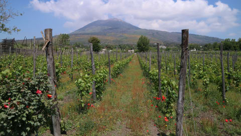 Pompeii & Vesuvius: Day Trip with Lunch and Wine Tasting in Naples - AdobeStock_505082700.jpg