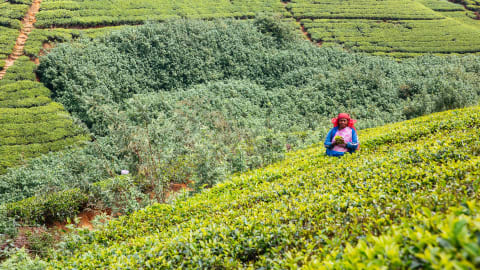 Day Trip to Cameron Highlands in Kuala Lumpur - df15b0bba6deeb9276a36ad2d7778380