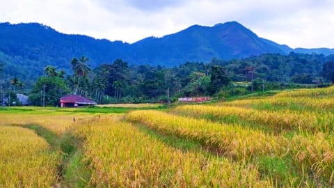 Authentic Sri Lankan Village Trek including Lunch in Kandy - e60fd3e7ac48e6682d8964773604e2d3