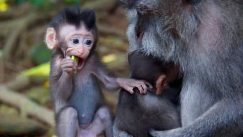 Ubud Sightseeing & Monkey Forest Tour in Bali - l7roimrfey8su4qqrljm