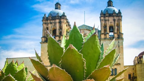 Withlocals Your Way! - Oaxaca City Tour in Oaxaca - Oaxaca_WLYW3