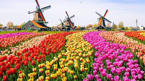 Keukenhof in Full Bloom: A Private Tour with a Local Guide in Amsterdam - AdobeStock_126326810