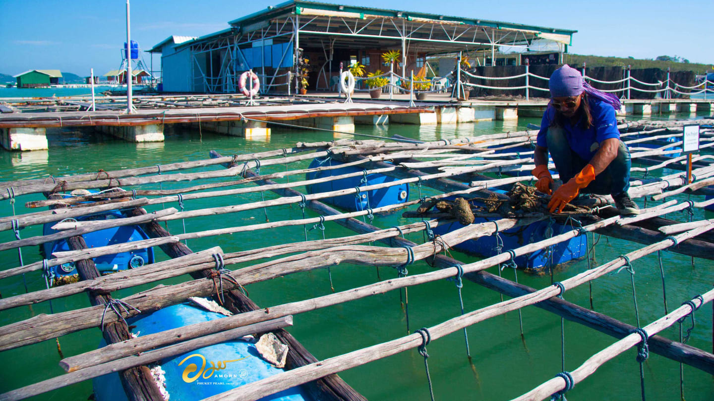 Pearl of the Andaman: A Journey to Phuket's Local Pearl Farm