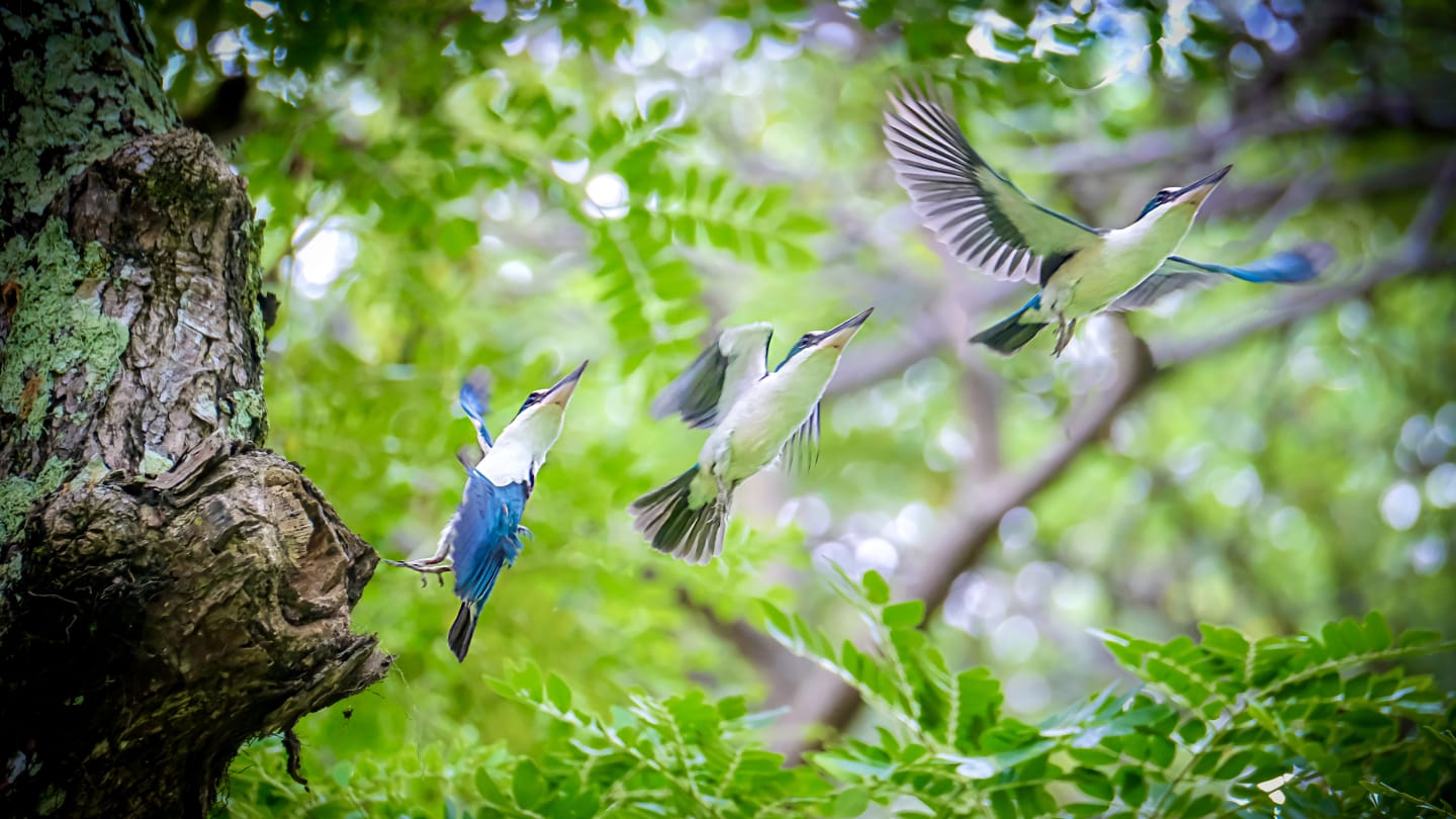 animal nature photography