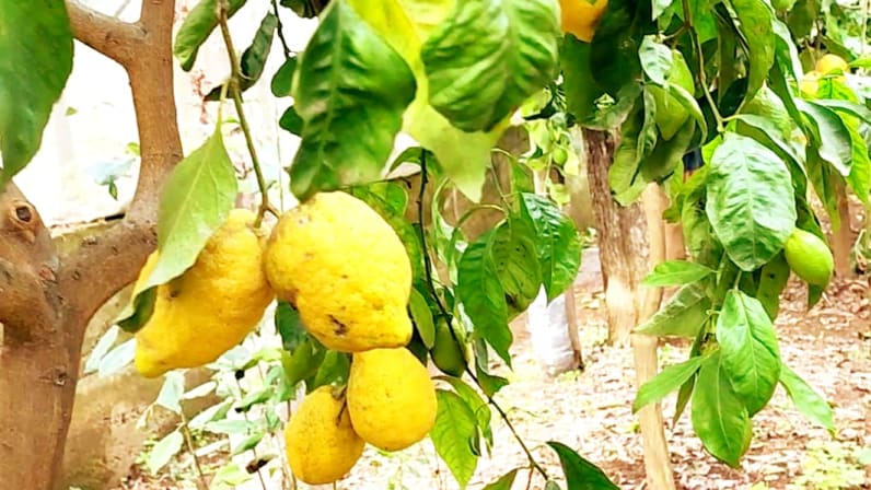 Limoncello Magic: A Culinary Experience in Amalfi Coast's Lemon Groves ...